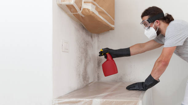 Professional Black Mold Removal technician working in Dumont, NJ