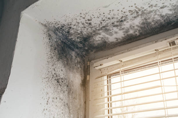 Affordable Black Mold Removal solutions in Dumont, NJ